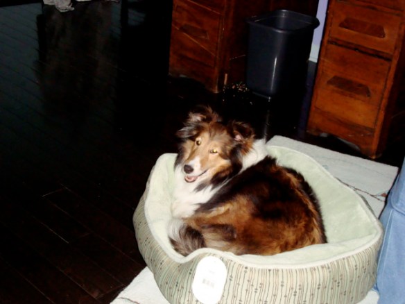 happy Jada bedDSC02103